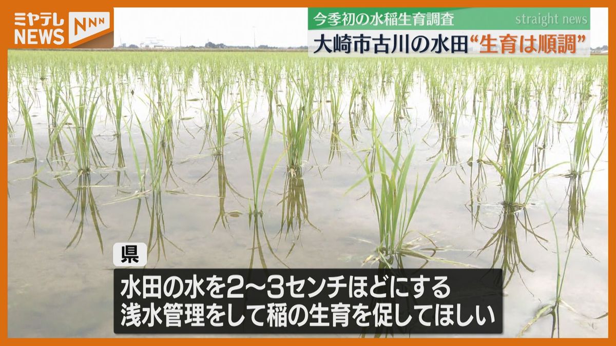 稲の生育状況「おおむね順調」天候もよく強い風も少なかった＜宮城県＞