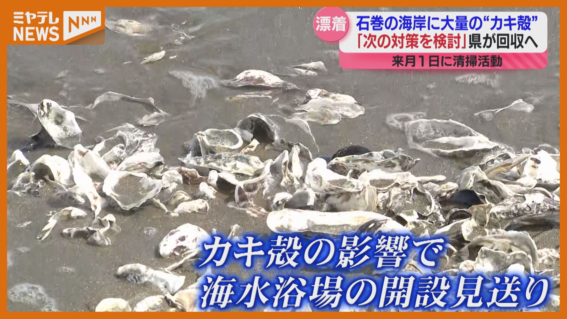 石巻の海岸に漂流したカキ殻 宮城県が9月に清掃し回収へ（2025年8月22