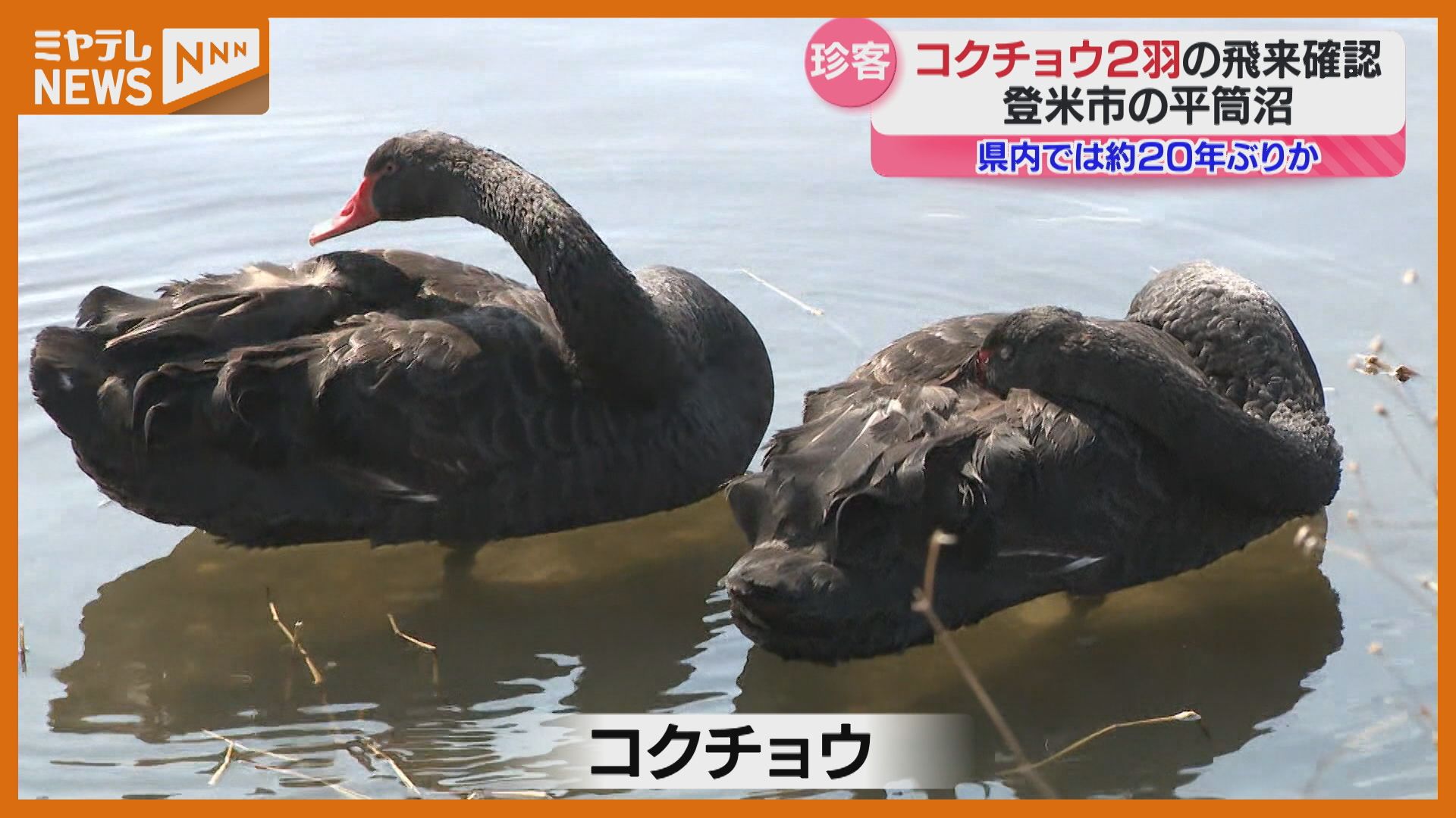 ブラックスワン”、コクチョウ2羽の飛来を確認「本当に黒いんですね