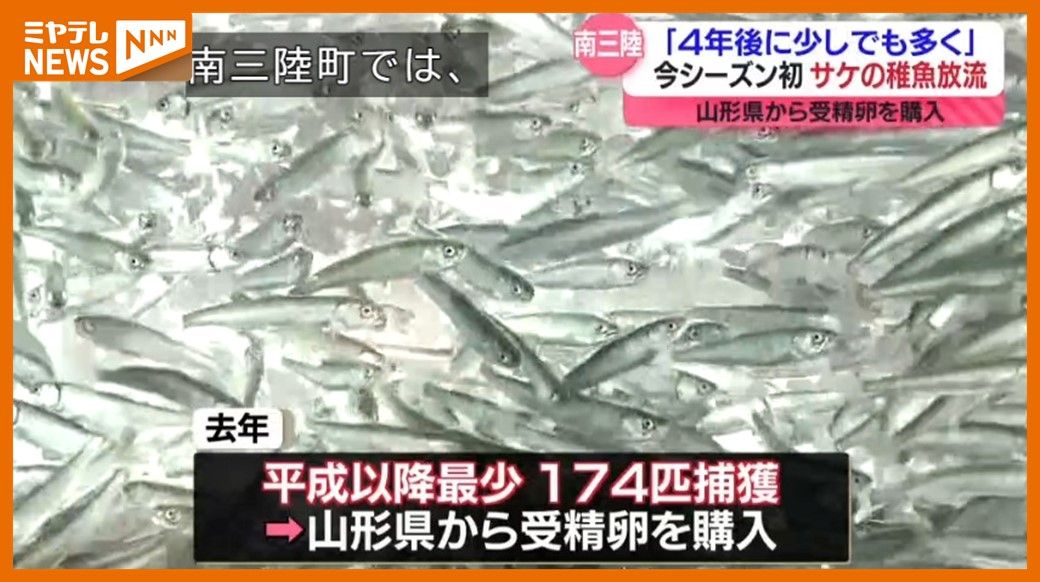 秋サケの記録的な不漁続く…今シーズン初めてサケの稚魚放流、去年の4分の1にあたる約38万匹(宮城・南三陸町)