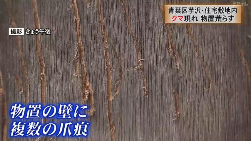 【クマが住宅の物置荒らす】壁には複数の爪痕　物置には玉ネギ散乱　「干し柿」狙ったか（仙台市青葉区芋沢）