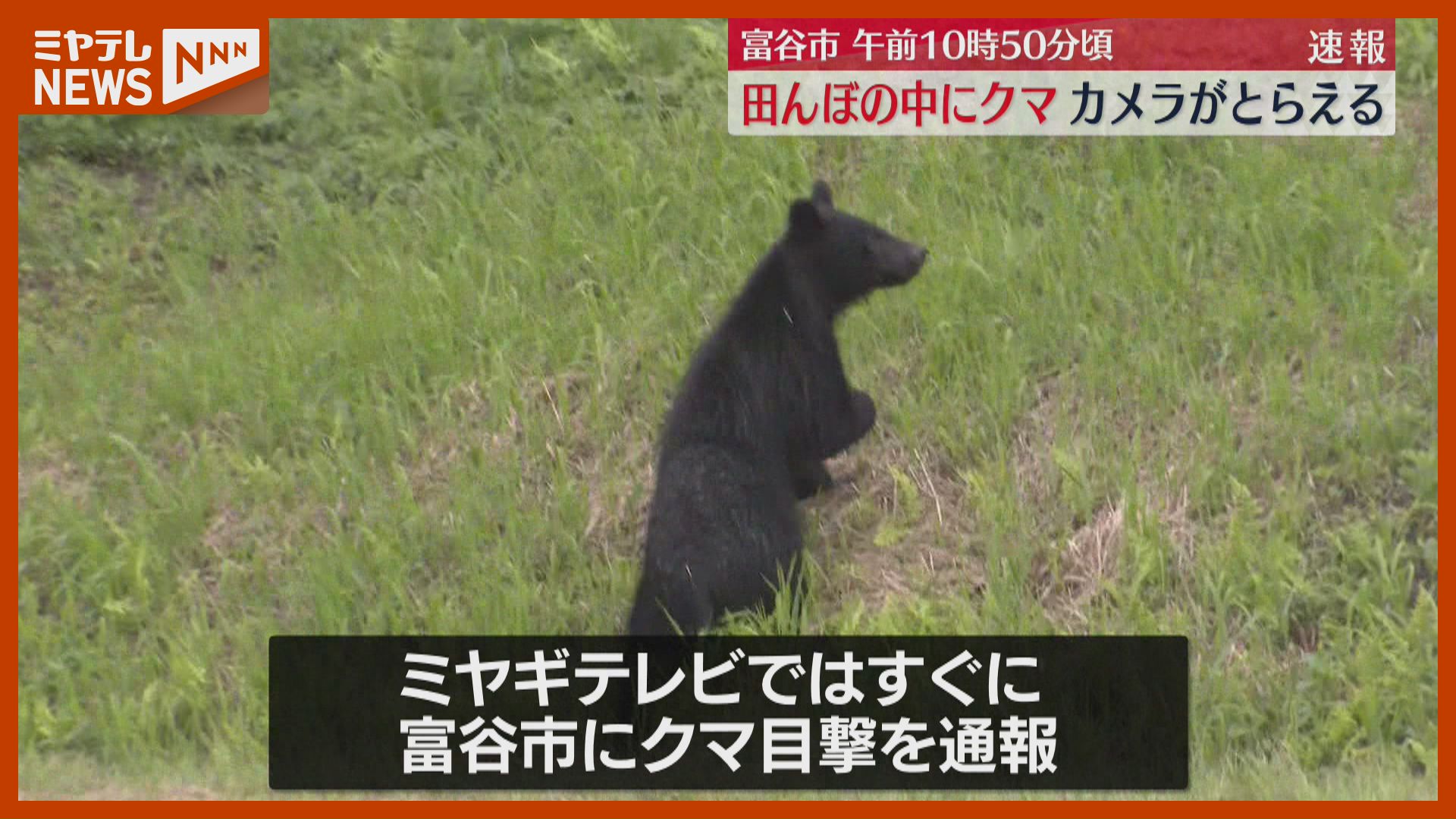 動画あり】「田んぼから顔を出しています」クマ1頭をテレビカメラが
