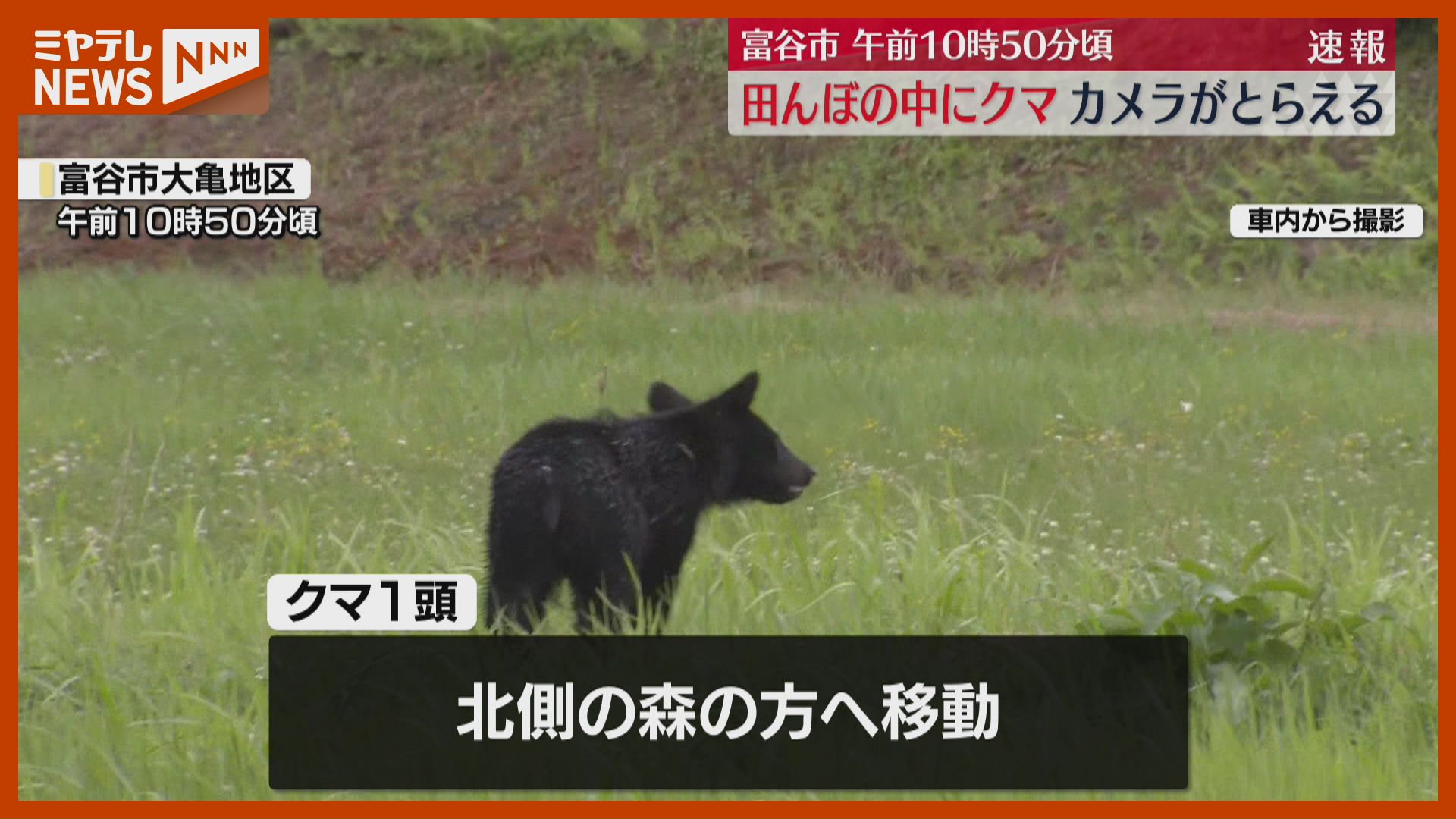 動画あり】「田んぼから顔を出しています」クマ1頭をテレビカメラが