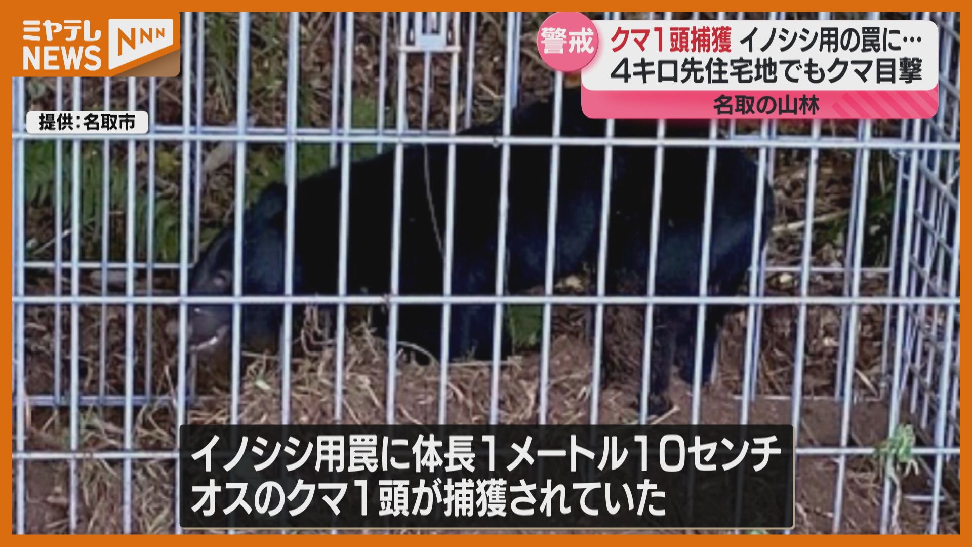 イノシシ用のわなでクマ捕獲 目撃情報相次ぐ住宅地周辺から4kmの山林