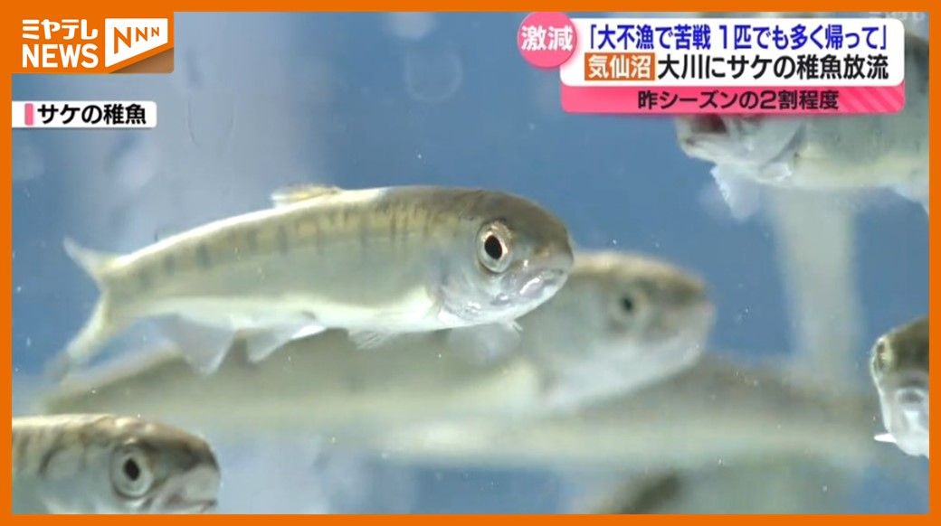 「大不漁で大変苦戦」サケの稚魚 放流始まる、昨シーズンの2割に減（宮城・気仙沼市の大川）