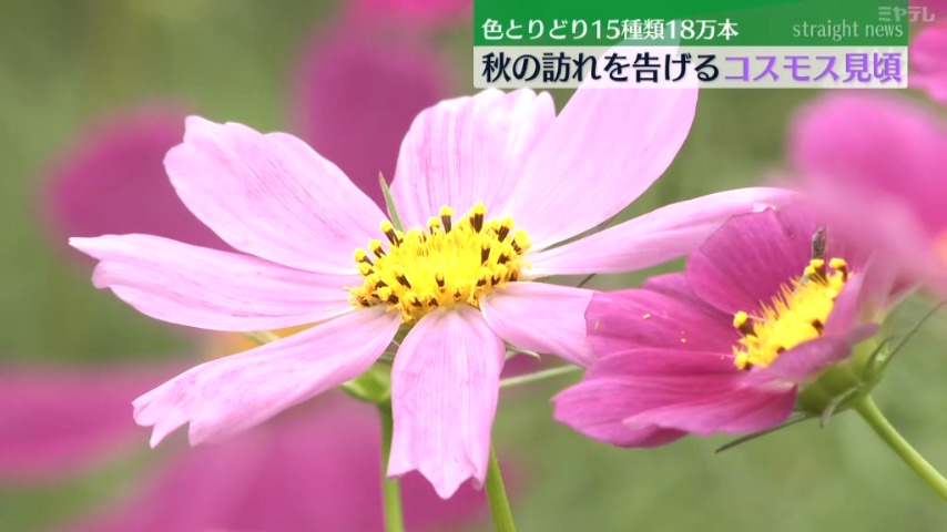 18万本のコスモス＞『松山御本丸公園』で見頃 ”秋の訪れ”告げる（宮城