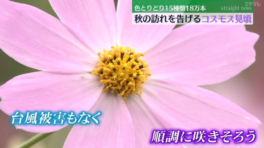 18万本のコスモス＞『松山御本丸公園』で見頃 ”秋の訪れ”告げる（宮城