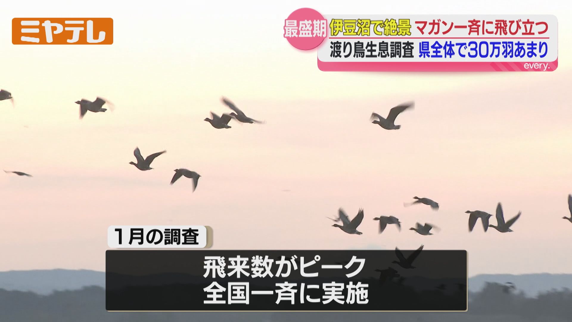渡り鳥』の飛来地で一斉に生息調査、伊豆沼では夜明けに飛び立つ美しい