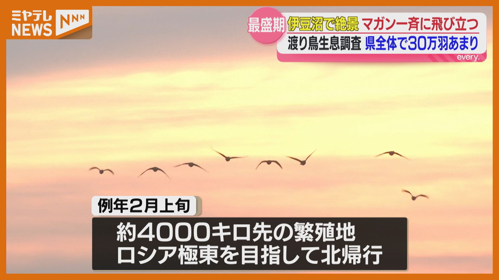 渡り鳥』の飛来地で一斉に生息調査、伊豆沼では夜明けに飛び立つ美しい