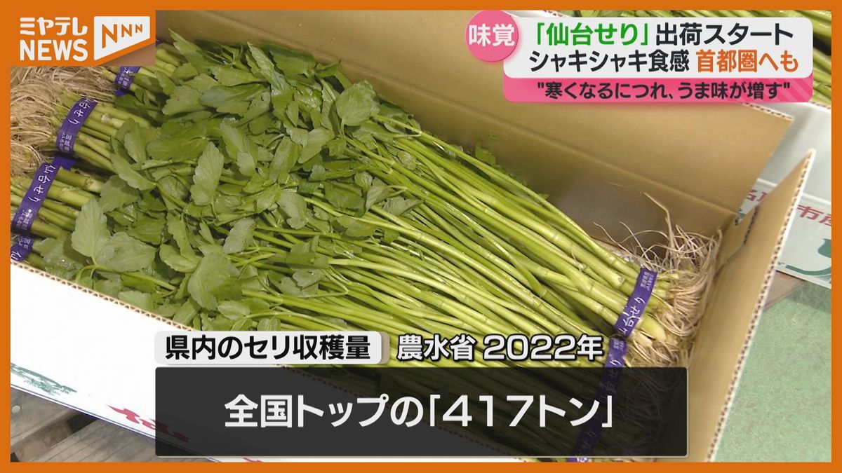 冬の味覚「仙台せり」出荷開始　シャキシャキとした食感と豊かな風味　寒くなるにつれて旨味も増す