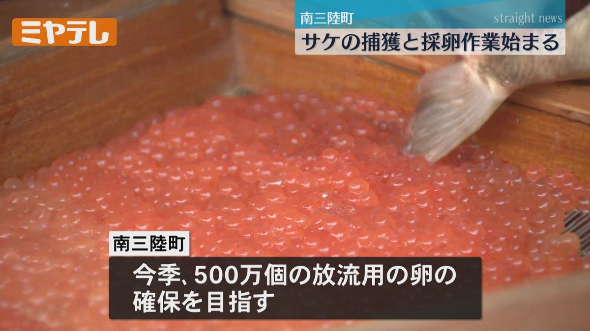 【猛暑と全国的なサケの不漁が影響】稚魚を放流するためのサケの捕獲と採卵始まる（宮城・南三陸町）