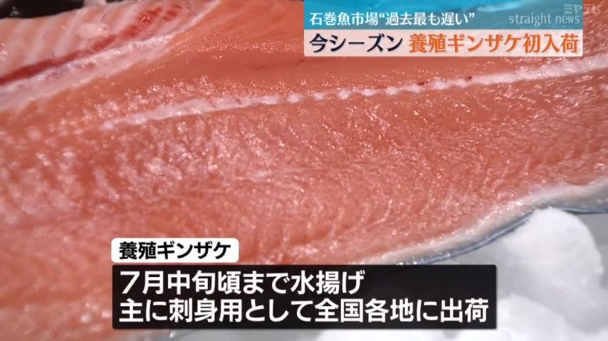 主に刺身用として全国各地に出荷　石巻魚市場に養殖ギンザケ初入荷＜宮城＞