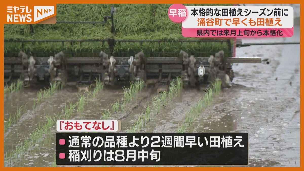 早稲品種『おもてなし』の田植え、本格的な田植えシーズン前に（宮城・涌谷町）