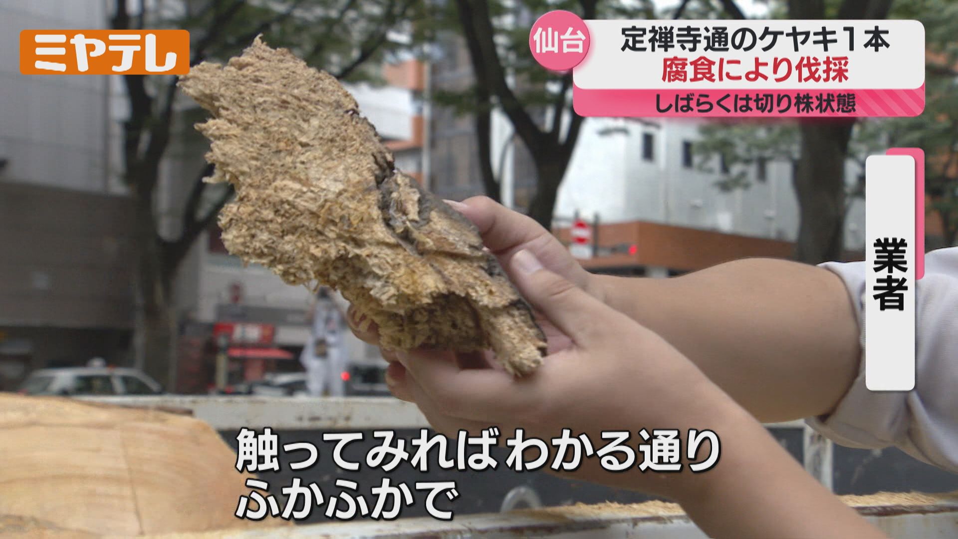 けやき 伐採したもの