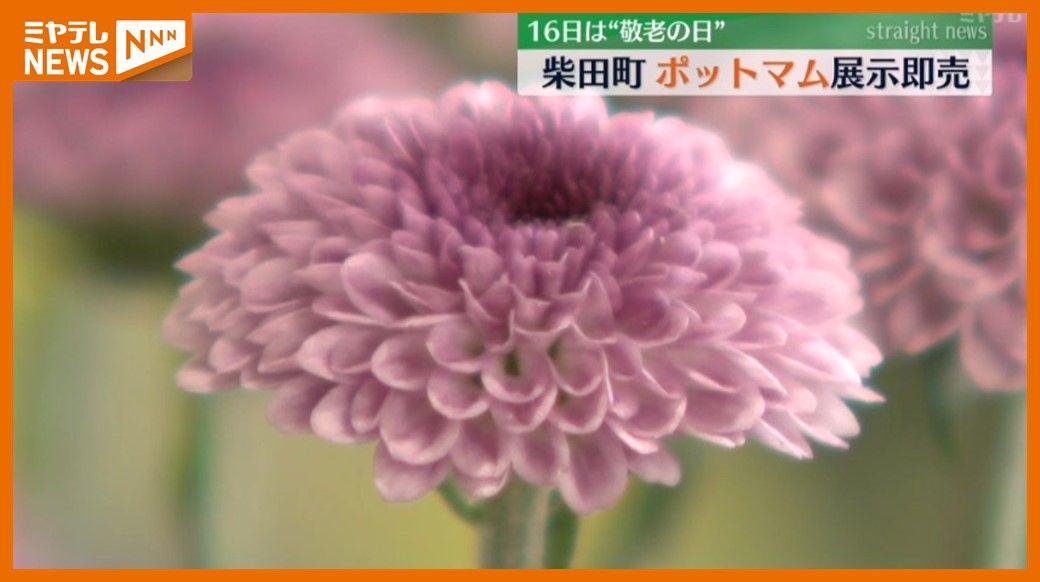 ＜16日は『敬老の日』＞“ポットマム”の展示即売会　鉢植えで育てやすいキク（宮城・柴田町）