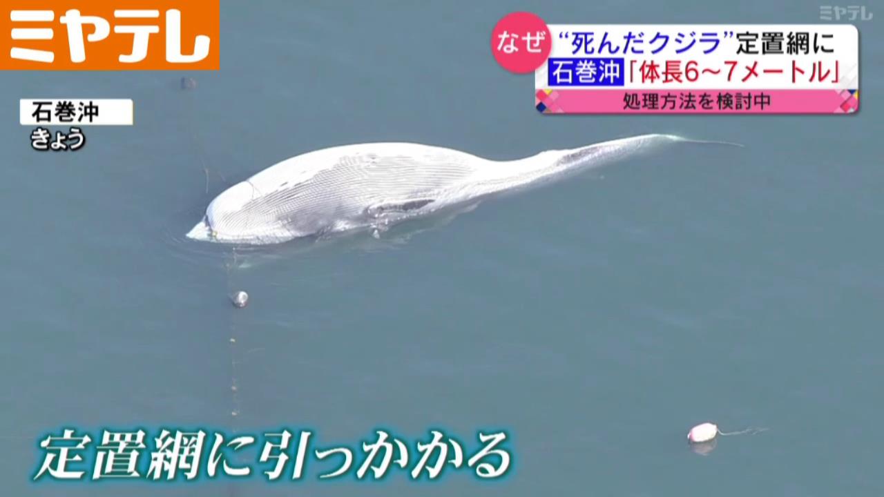 死んだクジラが定置網に…体長6～7m「陸揚げか、沖合いで処理か