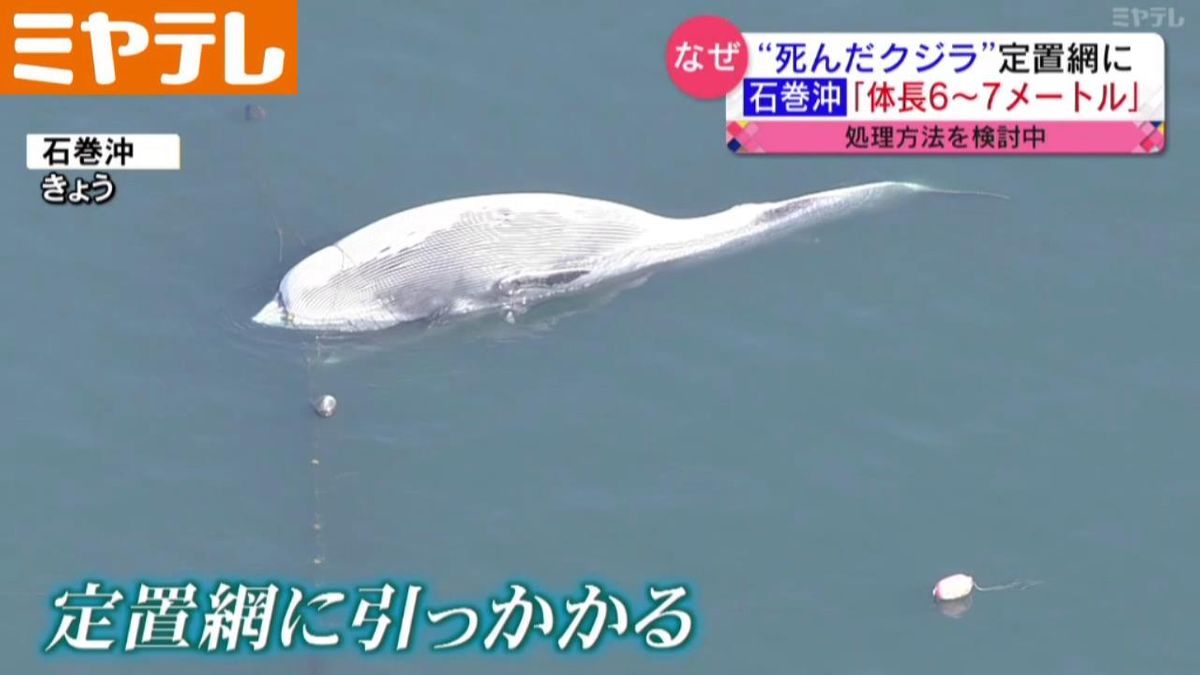 死んだクジラが定置網に…体長6～7ｍ「陸揚げか、沖合いで処理か」＜宮城・石巻沖＞