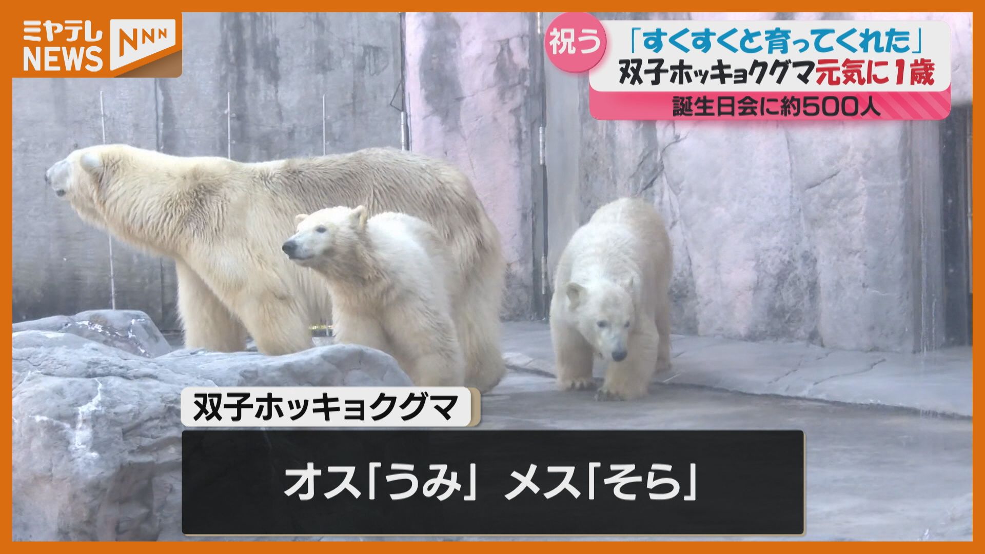 双子のホッキョクグマ 1歳に…「うみ」と「そら」の誕生日会（ 仙台市