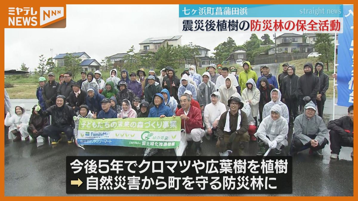 【「東日本大震災」後に植樹】クロマツ防災林　保全活動（宮城・七ヶ浜町　菖蒲田浜）