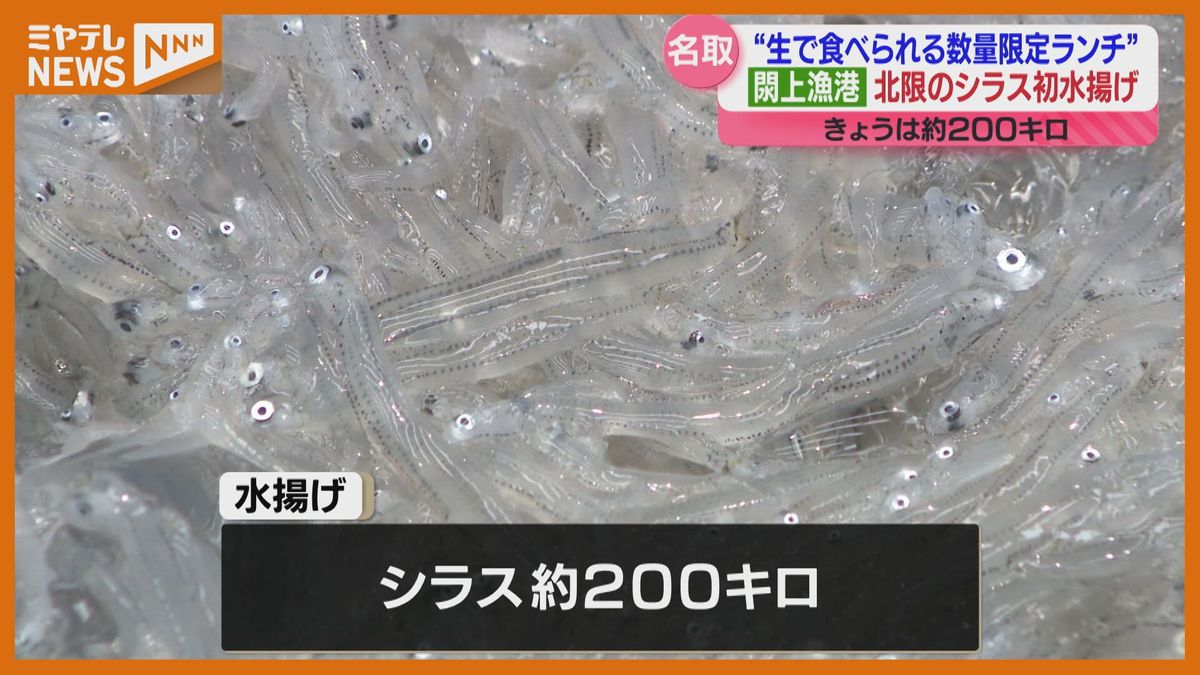 〝北限のシラス〟閖上漁港で初水揚げ　新鮮なシラスたっぷり『北限の生シラス丼ランチ』も提供始まる（宮城・名取市）