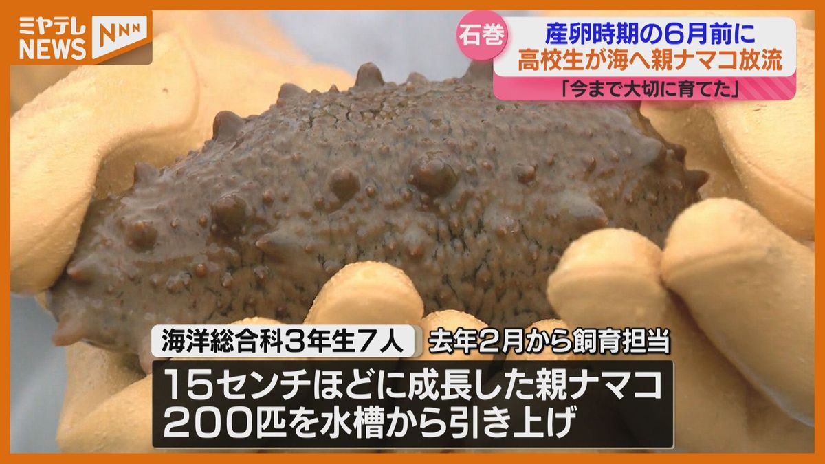 【中華料理の高級食材「ナマコ」】高校生が自ら育てた「ナマコ」を海へ放流　「今まで大切に育ててきたナマコが大きく育ちますように…」（宮城・石巻市）