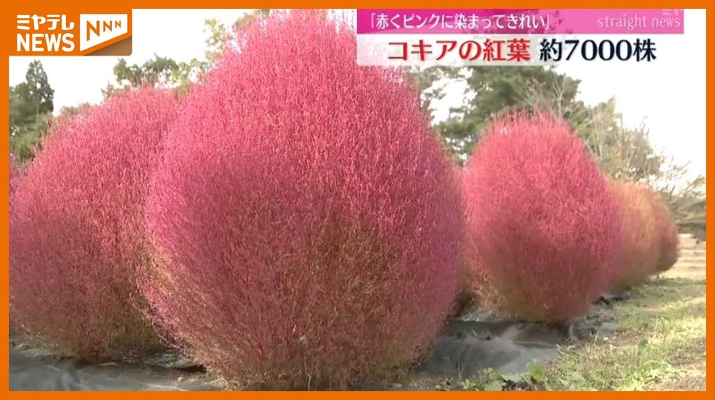 ＜真っ赤に紅葉＞もこもこ”コキア”が見頃　『国営みちのく杜の湖畔公園』（宮城・川崎町）