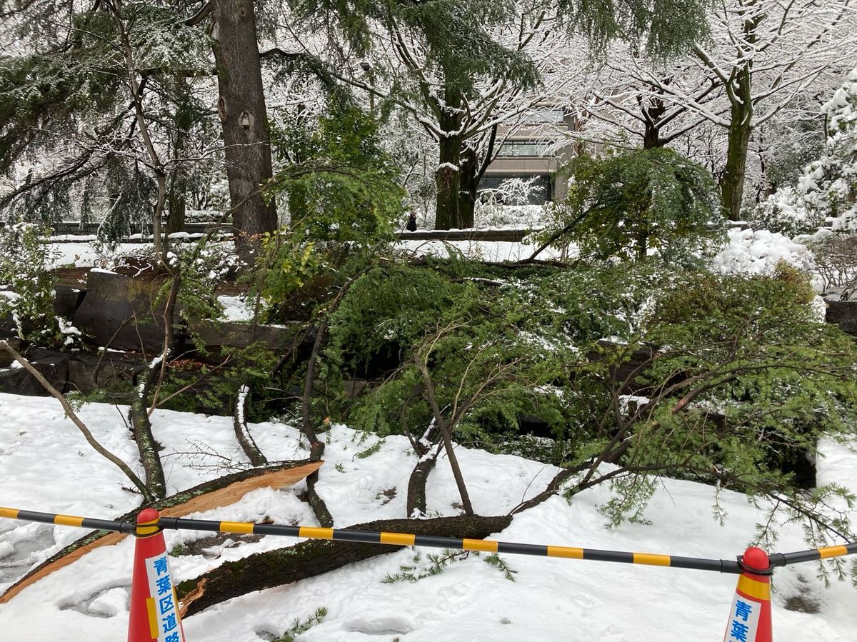 【雪の重みが原因】公園の樹木の枝が折れて直撃　男性がケガ（仙台・青葉区）　