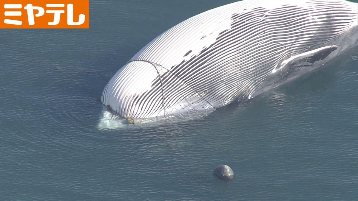 「え、クジラ！？」定置網に引っかかる　体長5ｍ以上のクジラか＜石巻沖＞