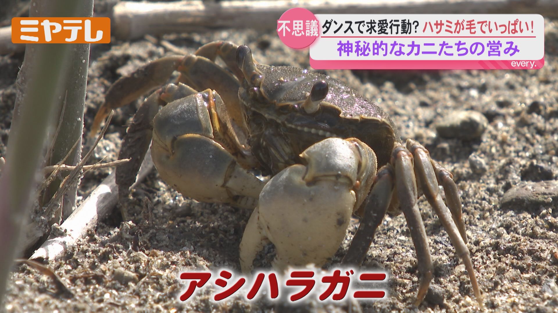 2ページ目 【カメラマンスケッチ】津波の被害受けた『蒲生干潟』で