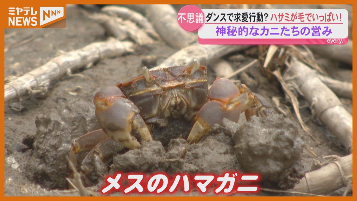蒲生干潟のカニたちと自然の復活