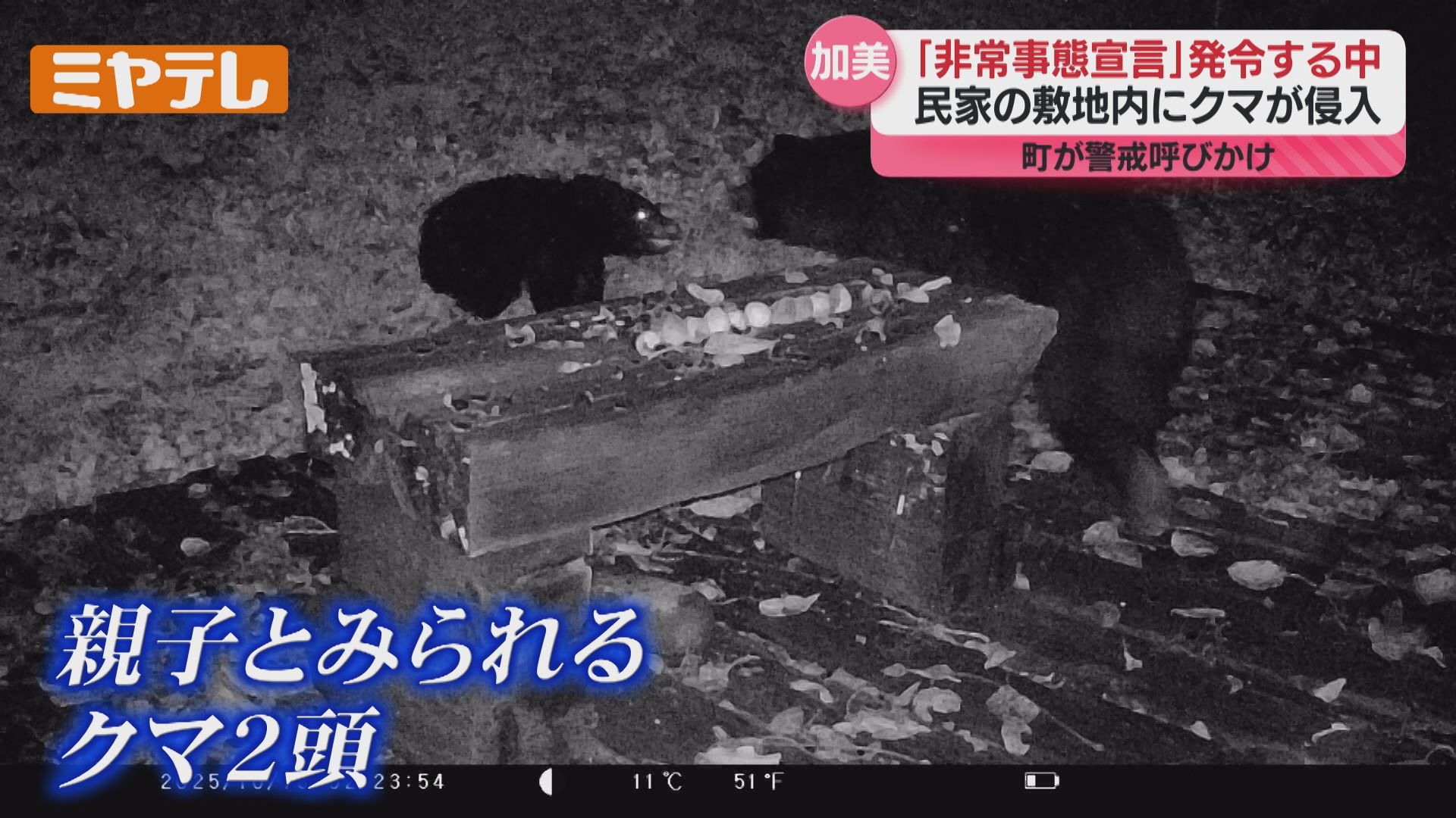 動画あり】クマ2頭が民家敷地に…家の人が設置したカメラにクルミ食べる