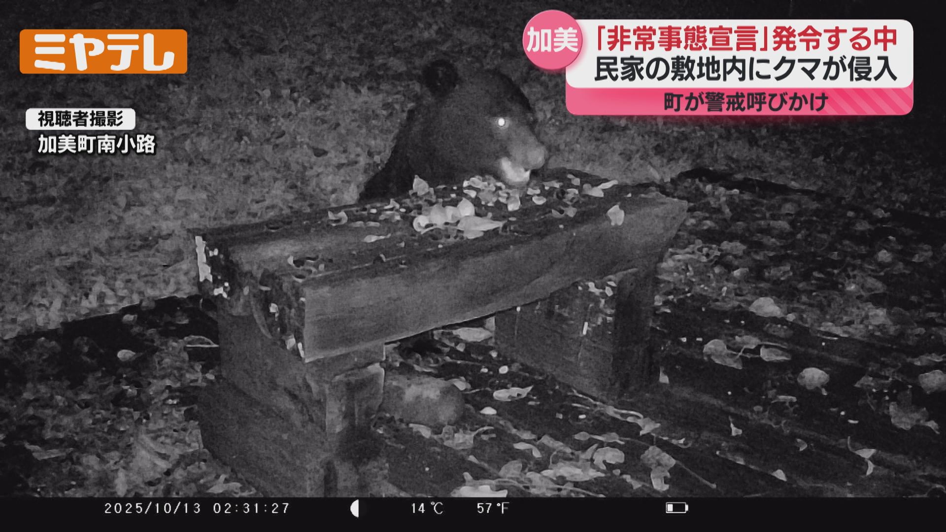 動画あり】クマ2頭が民家敷地に…家の人が設置したカメラにクルミ食べる