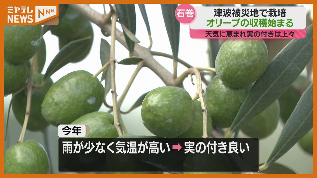 津波で被災した土地でオリーブ収穫「質の高いオリーブオイルが石巻で作れる」10年前から特産化に取り組む