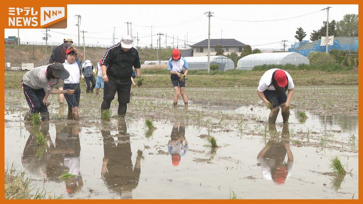 閉校するコメどころの小学校、最後の田植え「今はお米が少ないのでいっぱいとれてほしい」