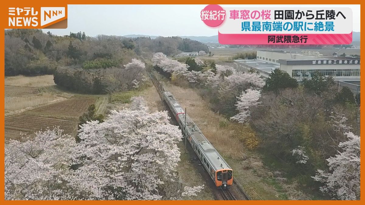 「花びら一つ一つ違って見える」…『阿武隈急行』沿線のサクラ、車窓から 宮城最南端の駅でも（宮城）