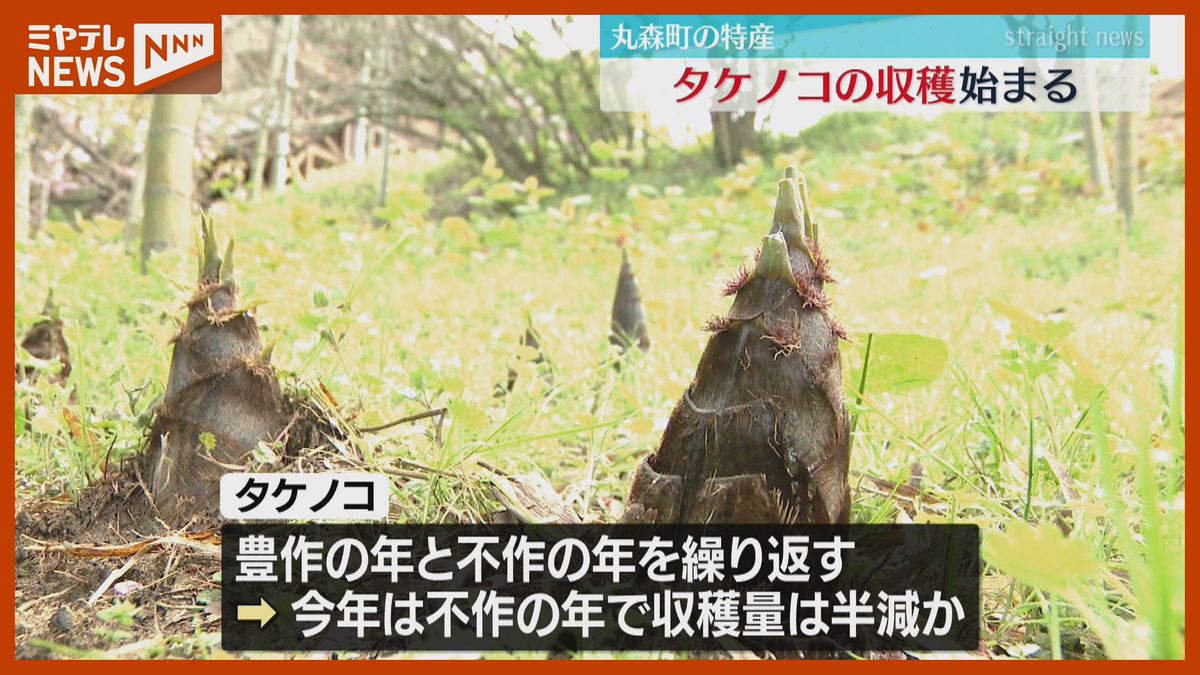 「バターで炒め塩コショウで味付け」特産のタケノコの収穫 始まる（宮城・丸森町）
