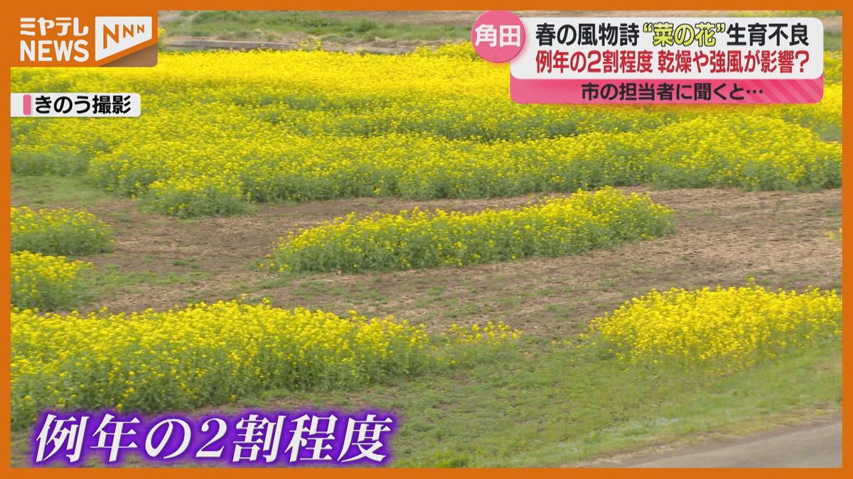 ＜なぜ？＞阿武隈川で見頃のはずの『菜の花』に異変、極端な生育不良（宮城・角田市）