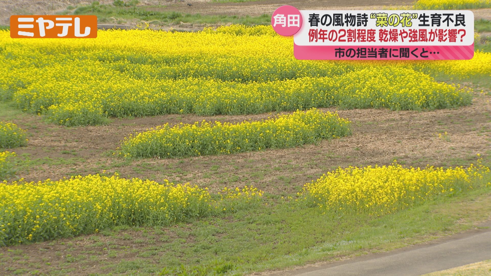 菜の花  なぜ？＞阿武隈川で見頃のはずの『菜の花』に異変、極端な生育不良