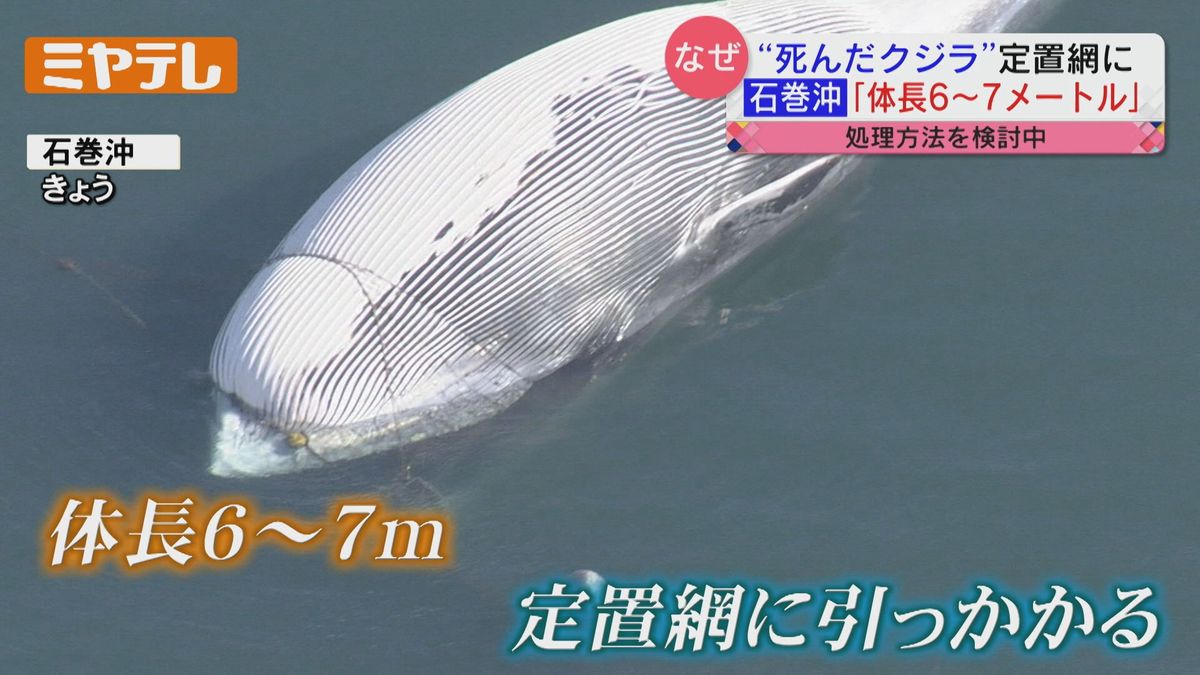 「陸揚げか、海中処理か」死んだクジラが定置網に〝破裂の恐れ〟関係機関が対応協議