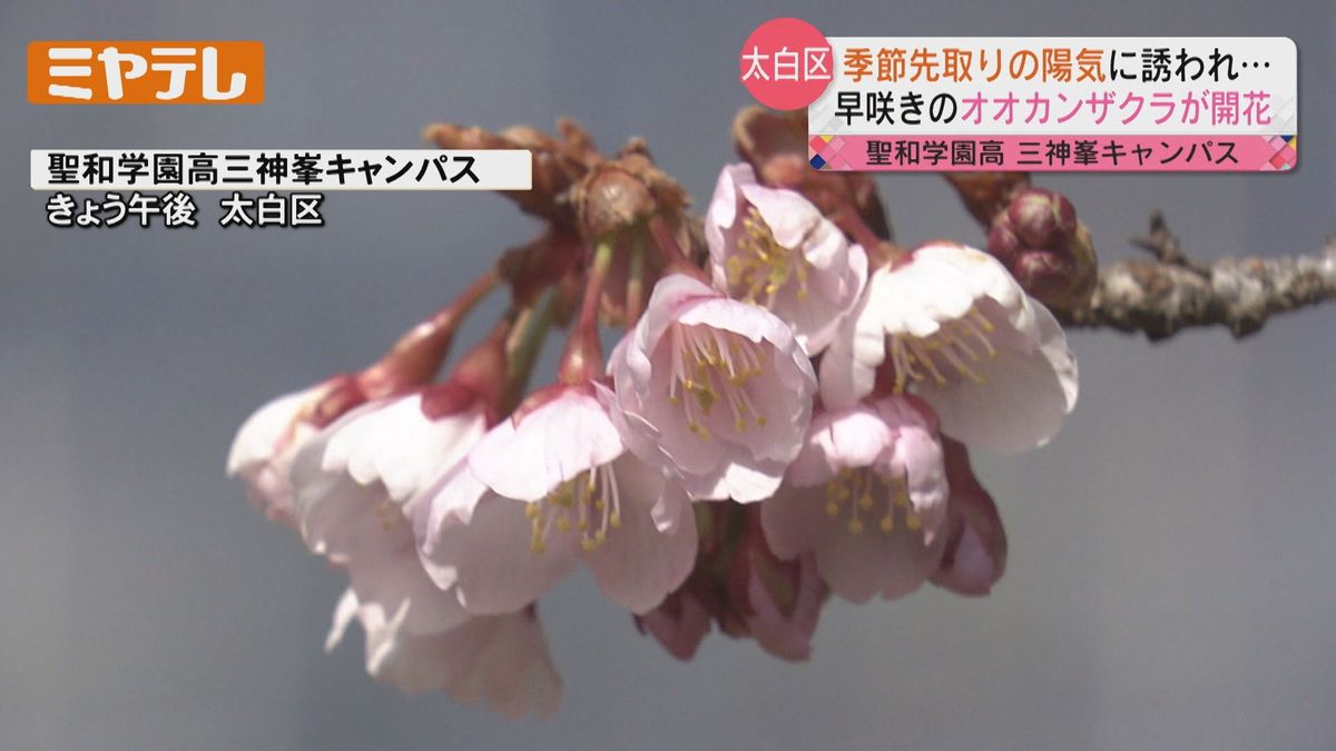 2月15日も「季節先取りの暖かさ」続く見込み　早咲きの「オオカンザクラ」開花(仙台市） 　