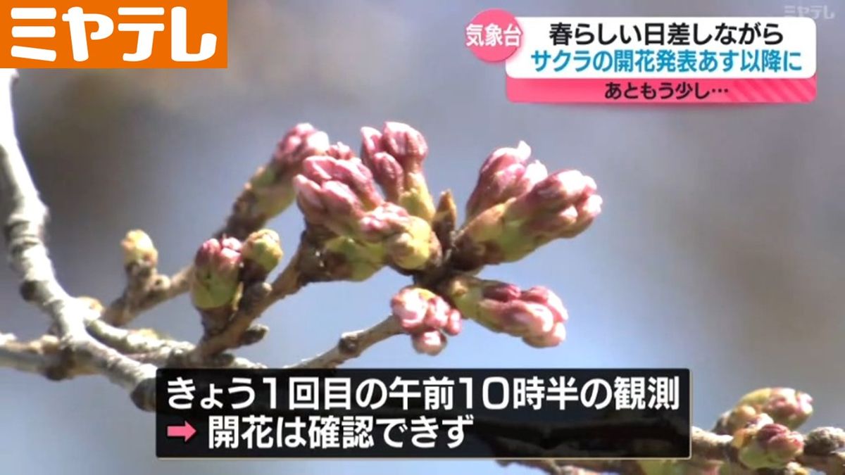 【宮城の「サクラの開花発表」】4月1日は<見送り>　春らしい日差しが降り注いだが…