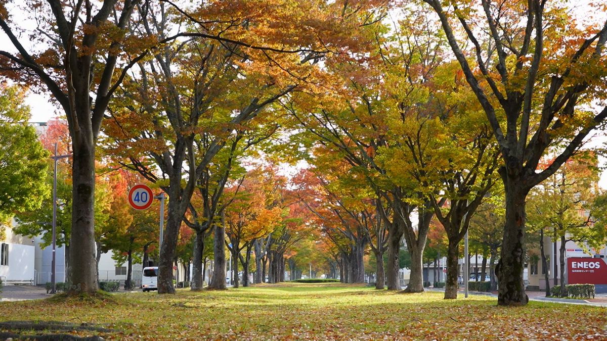 【動画】カメラマンが見た紅葉「商業団地に色づくケヤキ並木」