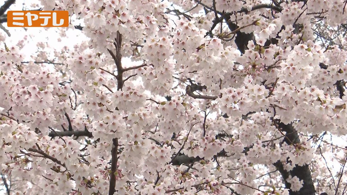 標本木の桜