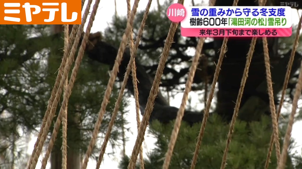 雪吊り＞樹齢600年の松の木 雪の重みから守る作業 「冬の風物詩です