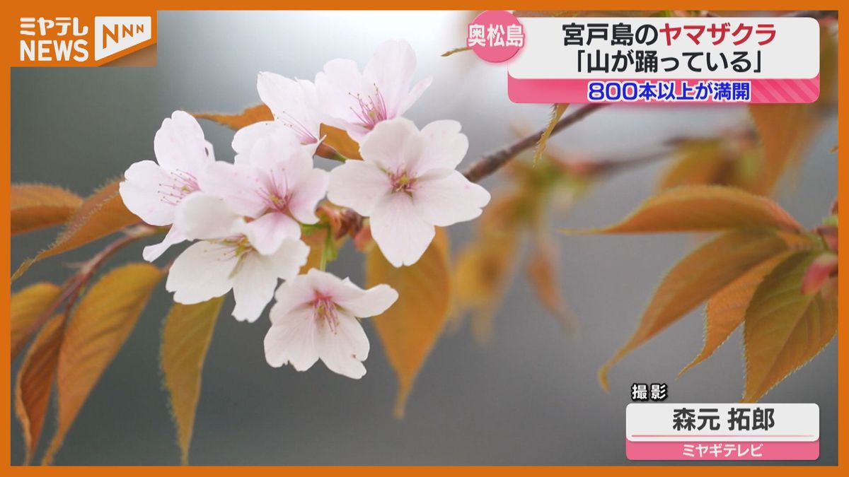 住民が「山が踊っている」と表現する美しさ…縄文人が暮らした島、満開のヤマザクラを撮影
