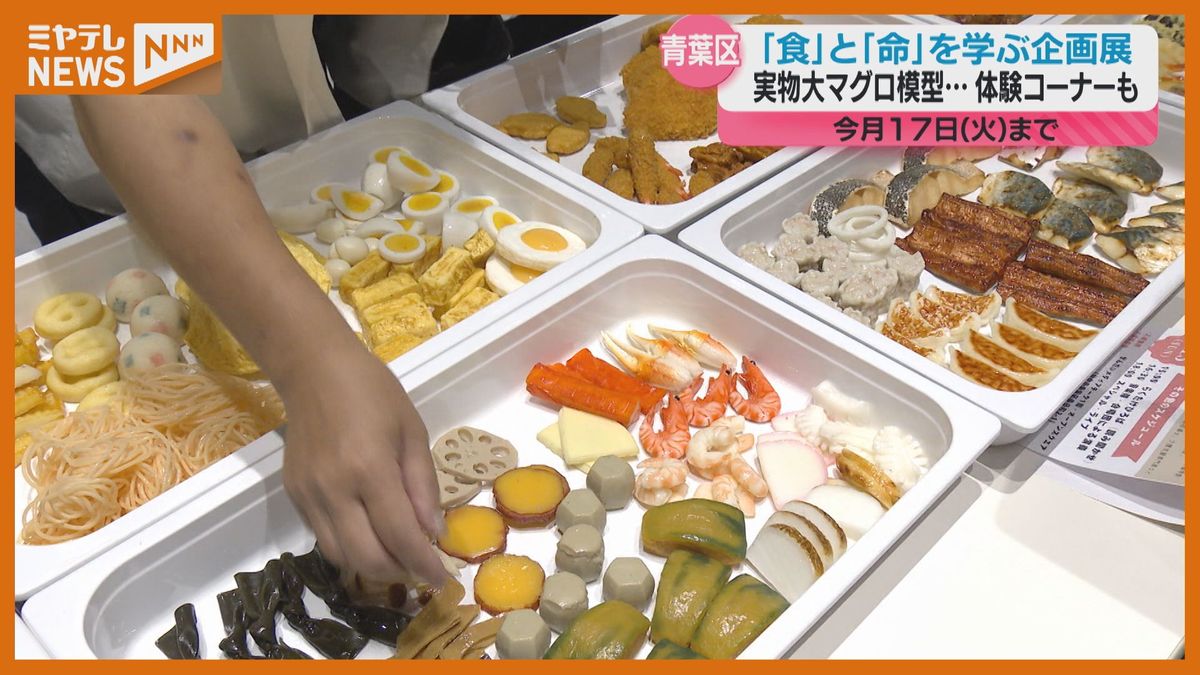 ＜食品サンプル使っての体験も…＞食と「いのち」のつながりや大切さを学ぶ企画展（仙台市）