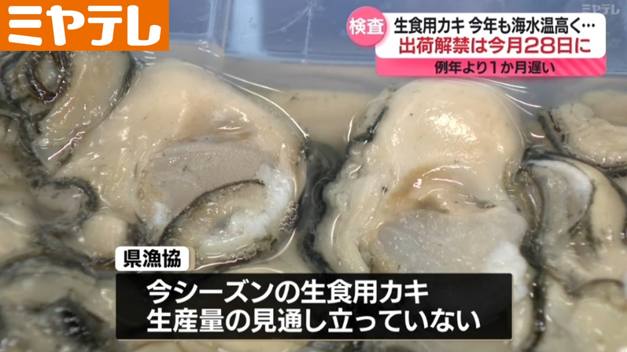 出荷解禁”1か月遅れ”＞宮城の「生食用カキ」 海水温高く育ちが遅かった