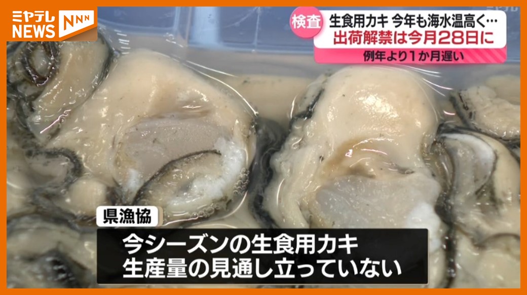 出荷解禁”1か月遅れ”＞宮城の「生食用カキ」 海水温高く育ちが遅かった