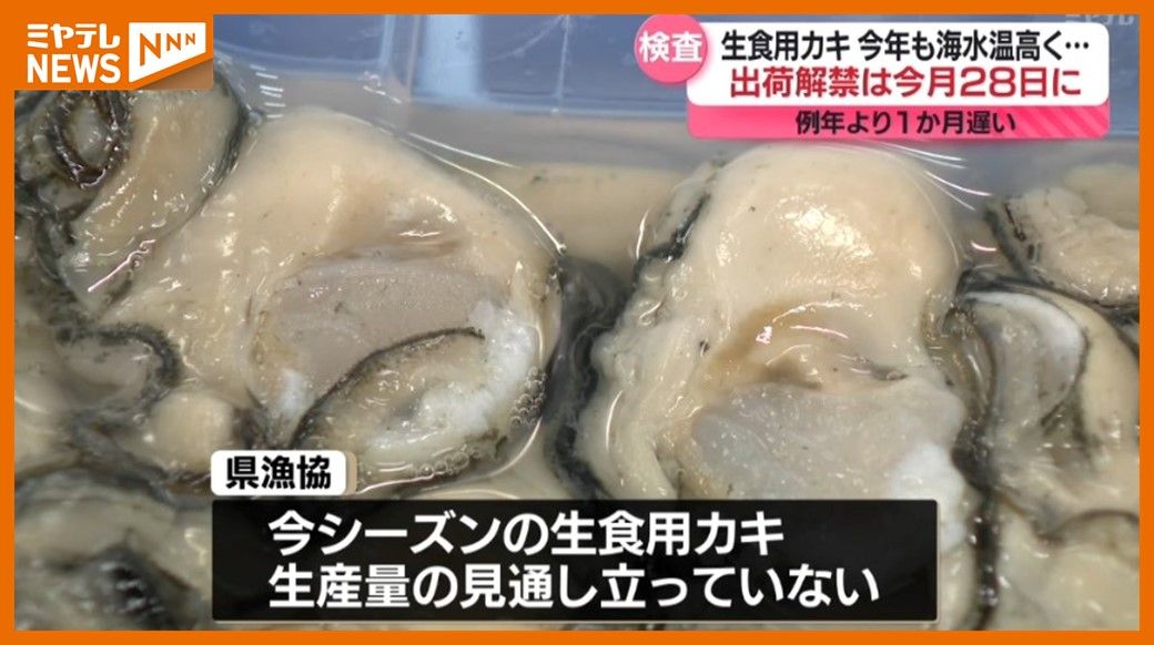 ＜出荷解禁”1か月遅れ”＞宮城の「生食用カキ」　海水温高く育ちが遅かったことから”10月28日”出荷解禁へ（宮城）