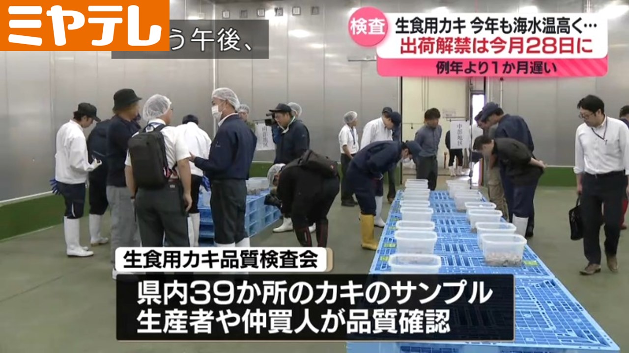 出荷解禁”1か月遅れ”＞宮城の「生食用カキ」 海水温高く育ちが遅かった